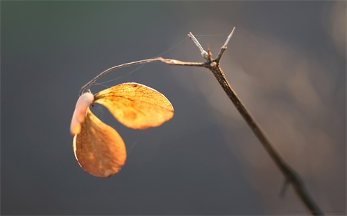 每天一句情话,原标题：每天一句情话，说给那个特别的TA听新标题：每日爱语，传达真挚情感