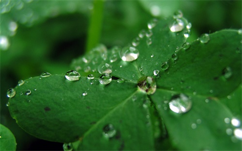 紫色郁金香花语,紫色郁金香的含义